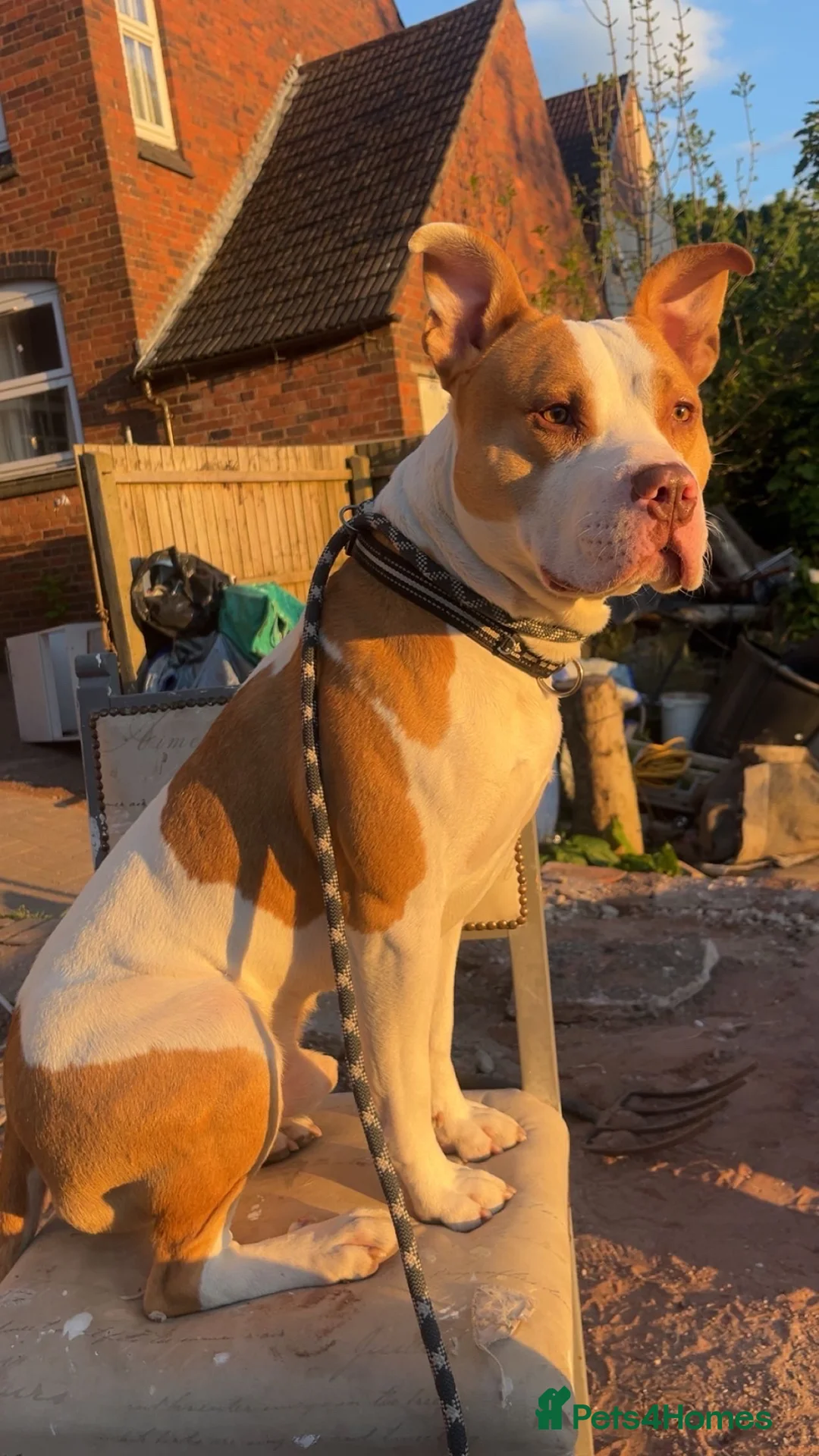 Mixed Breed dogs for sale: Mr Spooky - Advert 1