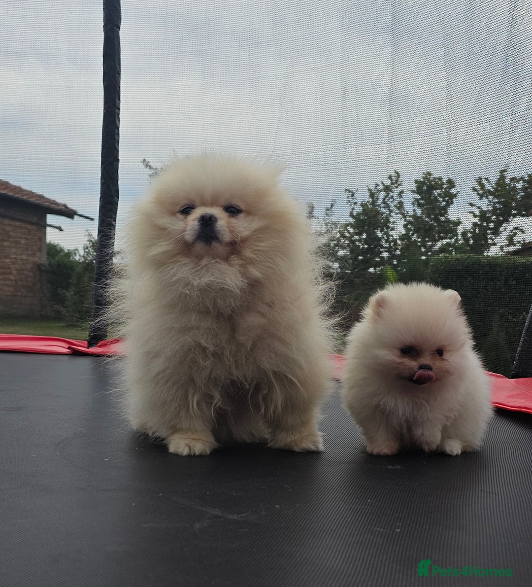 Pomeranian dogs for sale: Adorable Pomeranian Boy Puppy for Sale! - Image 10