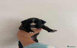 Boxer dogs for sale: Beautiful boxer puppies available  - Image 25