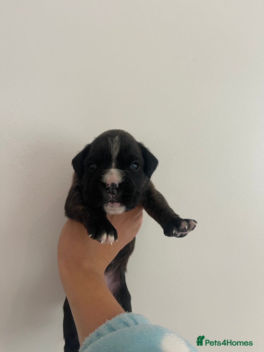 Boxer dogs for sale: Beautiful boxer puppies available  - Image 25