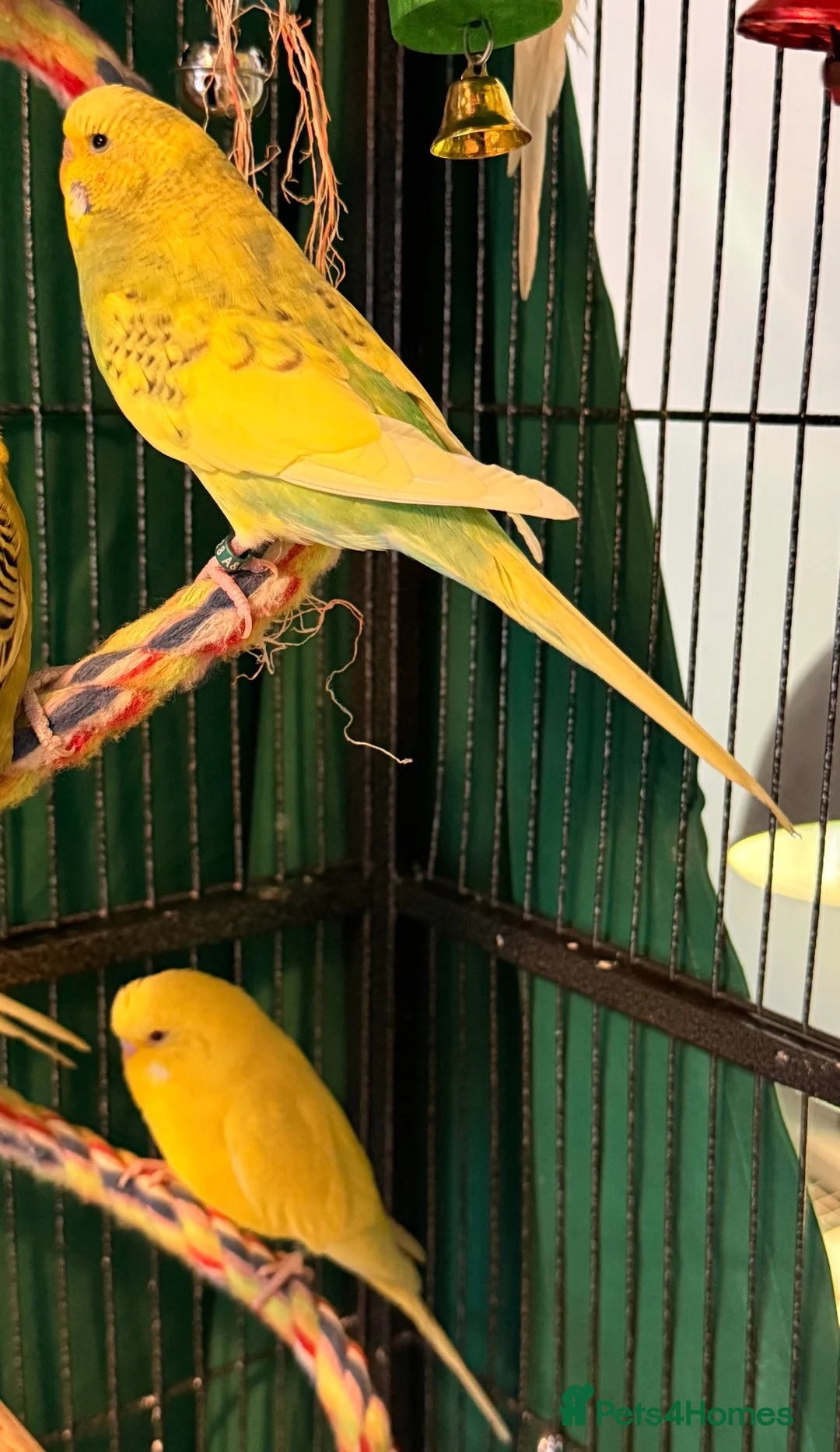 Budgerigars birds for sale: • Bonded pair — male & female young runcorn   ✅ - Advert 1
