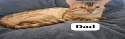 Bengal cats for sale: Snow lynx bengal kittens  - Advert 19