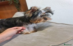 Yorkshire Terrier dogs for sale: Last female Yorkshire Terrier puppy left - Image 9