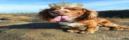 Cocker Spaniel dogs for stud: Bright handsome clever and loyal - Advert 5