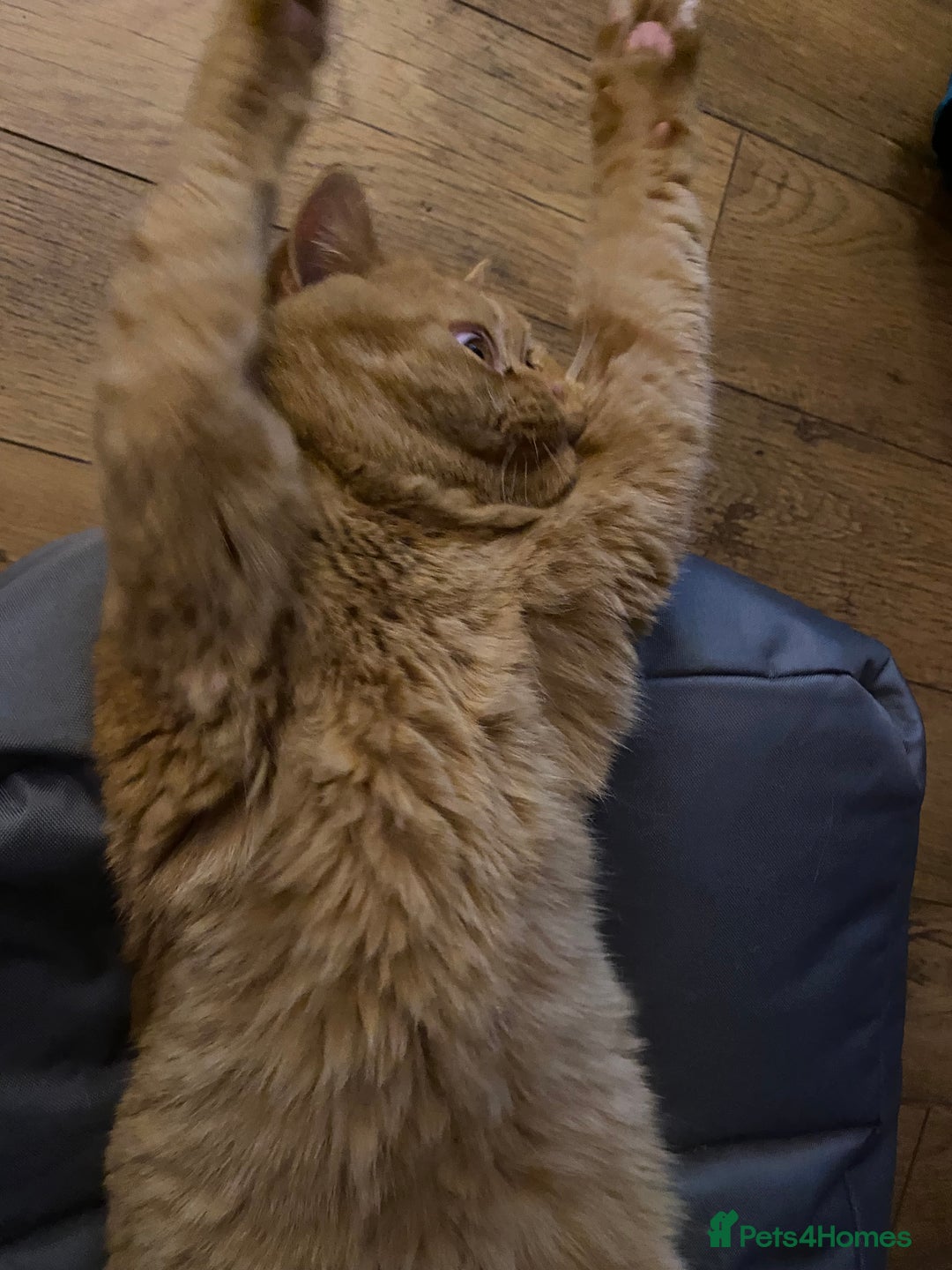 British Shorthair cats for sale: Re homing this Beautiful Boy - Image 15