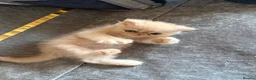 Persian cats for sale: Persian Teddy Bear kittens  - Advert 10