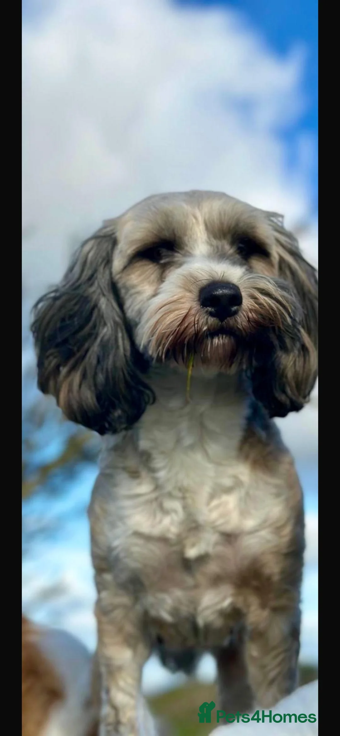 Tibetan Terrier dogs for sale: TT Gorgeous Girl 5years fully heath tested  - Advert 2