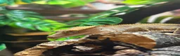 Gecko reptiles for sale: Crested gecko in Worksop - Advert 4