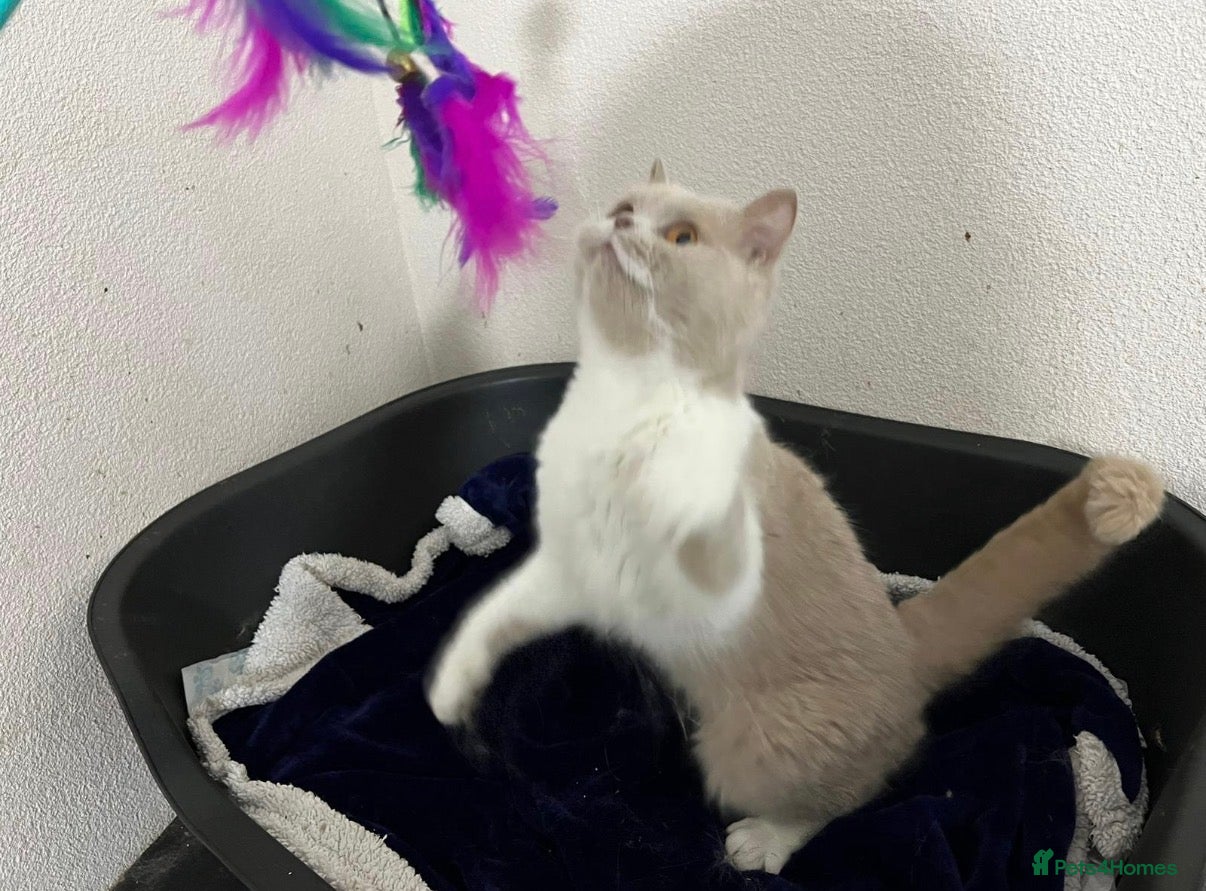 British Shorthair cats Beautiful British Shorthair  - Advert 15