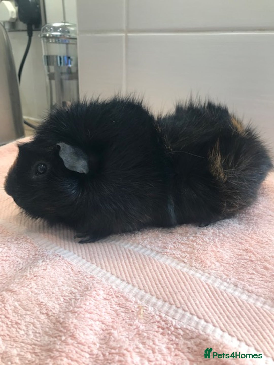 Guinea Pig rodents for sale: Beautiful Boar Pigs available - Advert 3
