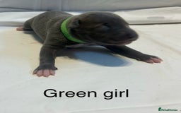 Whippet dogs for sale: Stunning KC whippet puppies  - Image 17