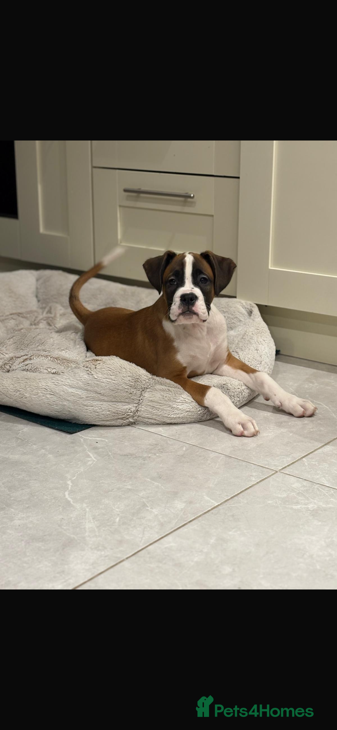 Boxer dogs for sale: Boxer puppies  - Advert 1