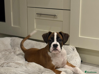 Boxer dogs Boxer puppies - Advert 7