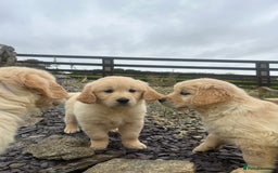 Golden Retriever dogs for sale: Stunning Golden Retriever Pups - Image 9