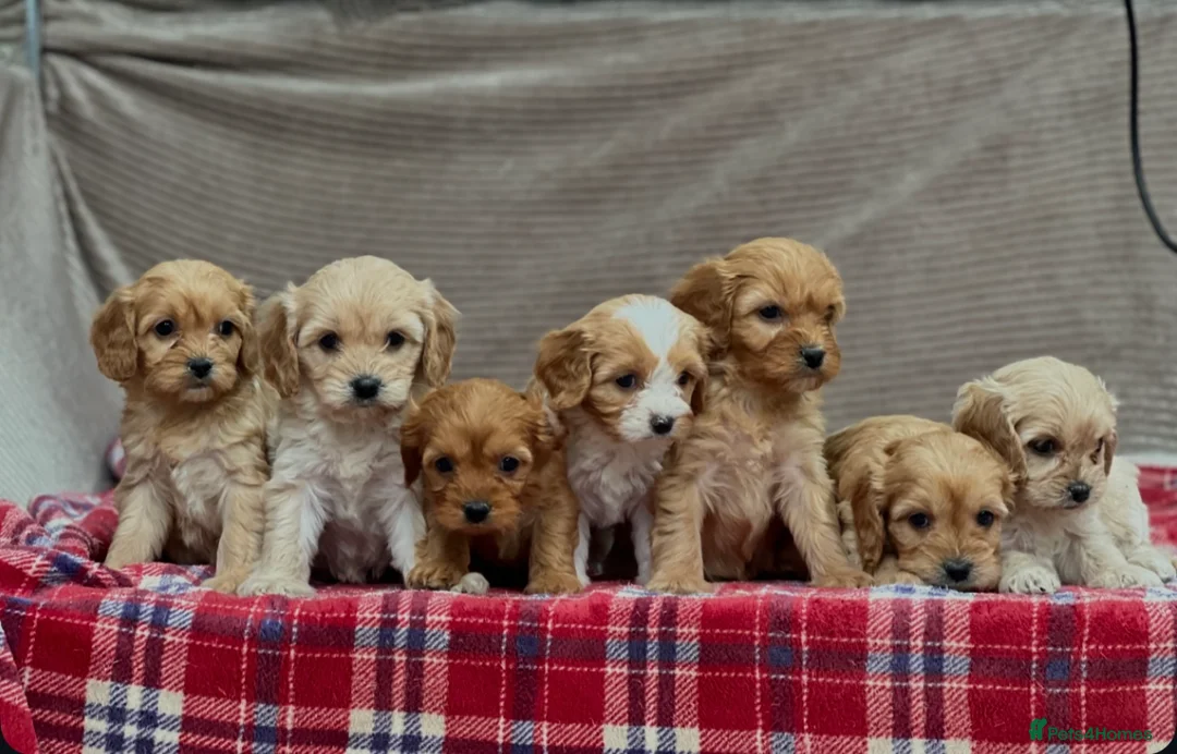 Cavapoochon dogs for sale: BEAUTIFUL CAVAPOOCHON PUPPIES - Advert 14