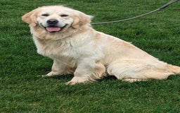 Golden Retriever dogs for sale: KC Reg pups, Health tested parents. - Image 13