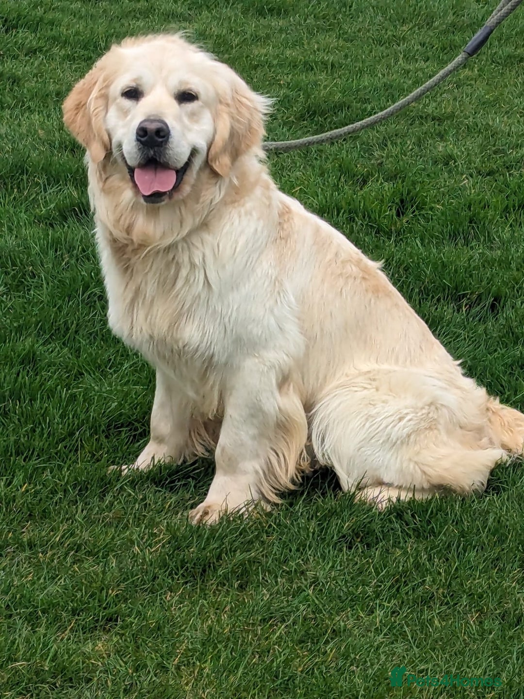 Golden Retriever dogs for sale: KC Reg pups, Health tested parents. - Image 13