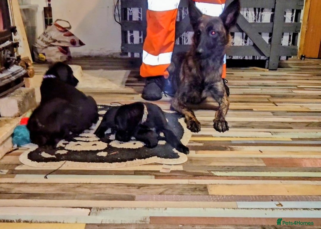 Mixed Breed dogs for sale: Dutch shepherd X pointer puppies  - Advert 18