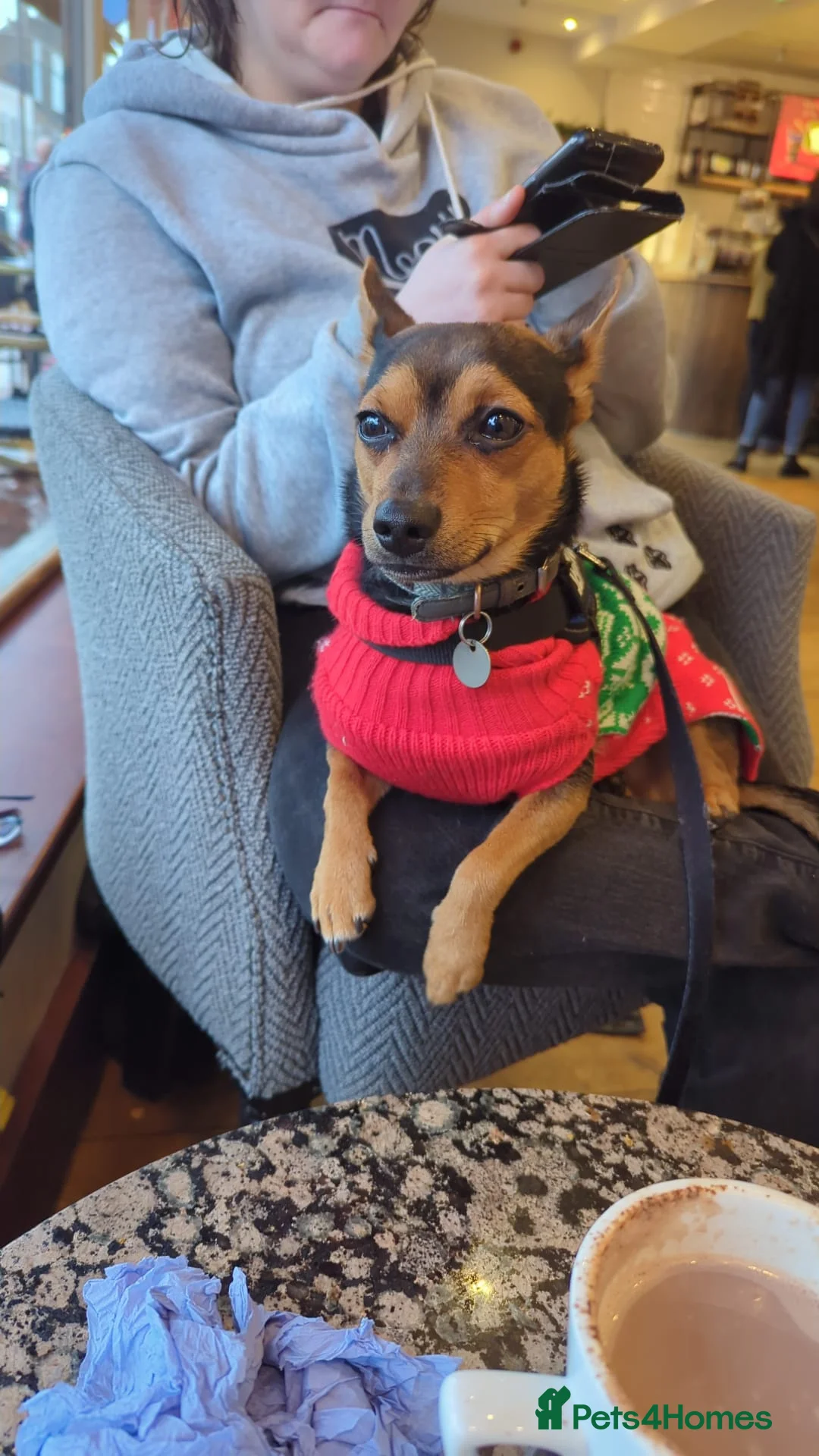 Mixed Breed dogs for sale: This is max - Advert 1