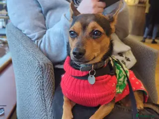 Mixed Breed dogs This is max - Advert 1