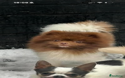 Pomeranian dogs for sale: Albie 3 year old pom - Image 3