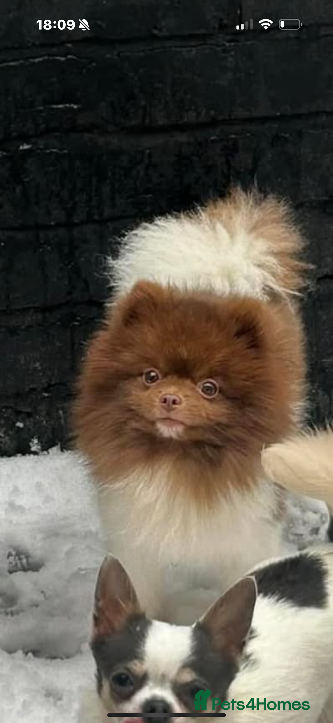 Pomeranian dogs for sale: Albie 3 year old pom - Image 3