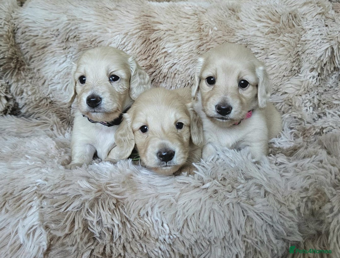 Miniature Dachshund dogs for sale: Beautiful long haired mini dachshunds - Advert 3