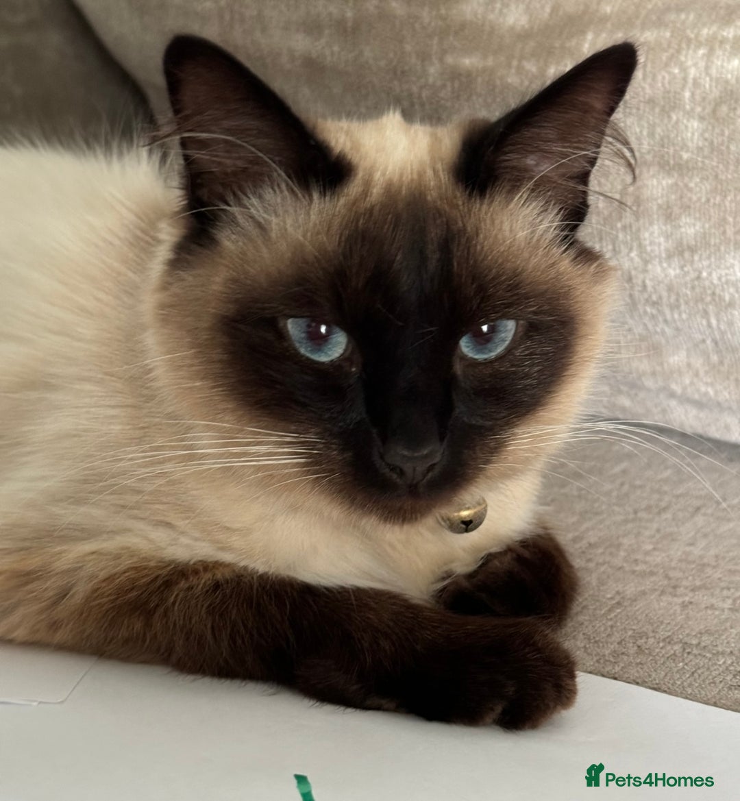 Ragdoll cats for sale: Rehoming my Ragdoll Cat - Advert 3