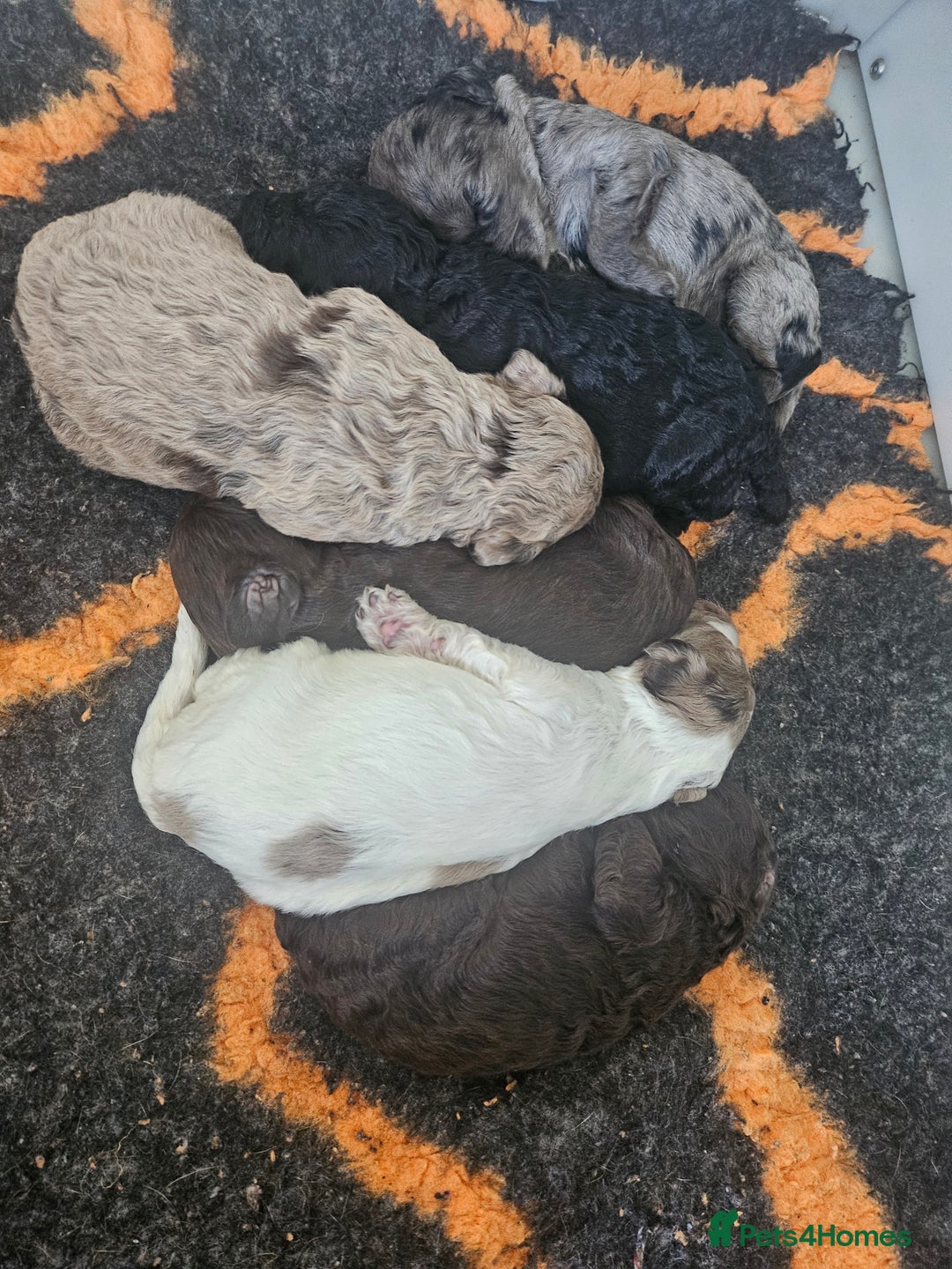 Cockapoo dogs for sale: Cockapoo puppies - Image 35
