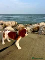 Cavalier King Charles Spaniel 1