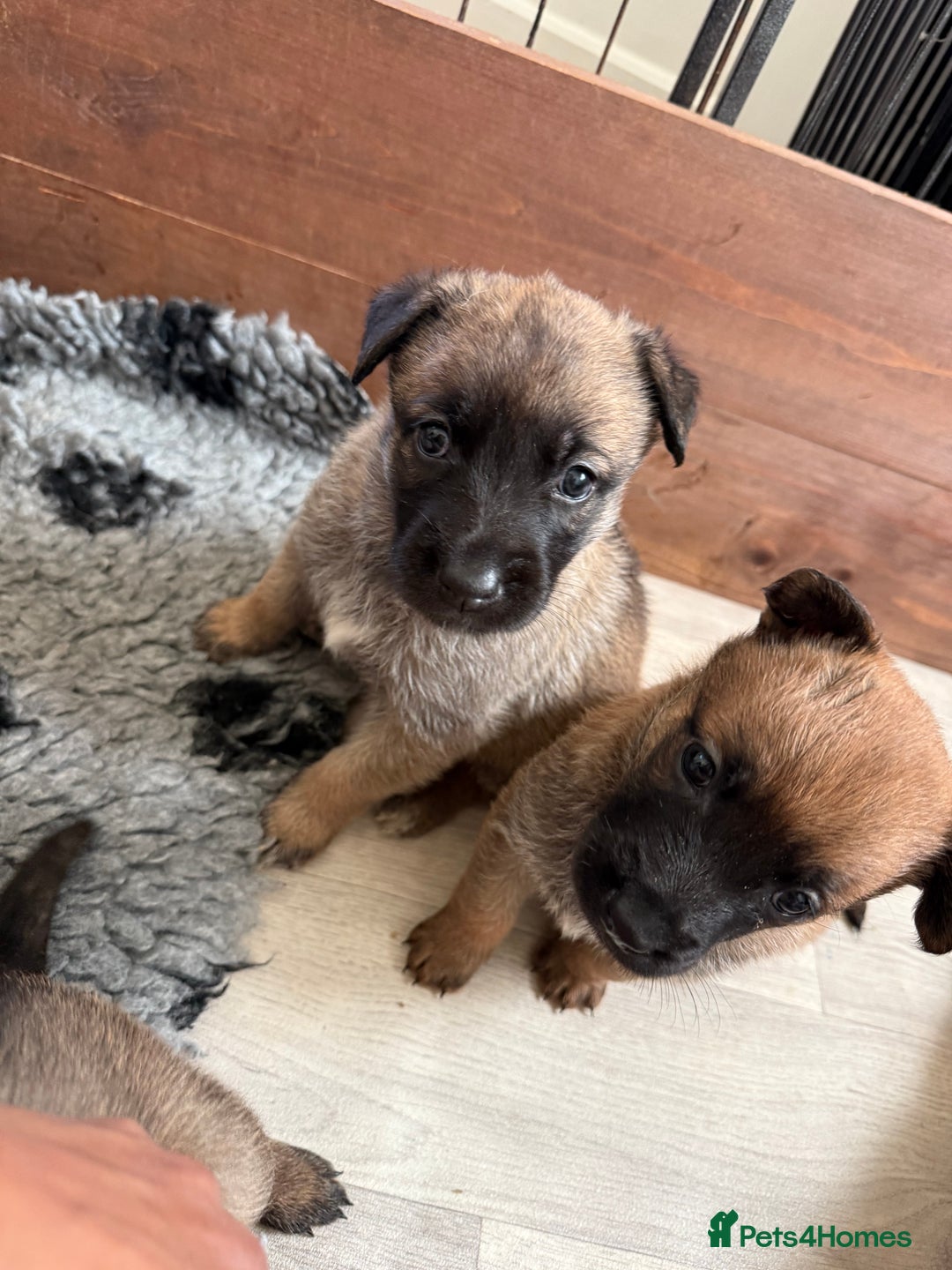 Belgian Shepherd Dog dogs for sale: Top working line puppies  - Image 21