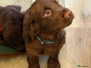 Cocker Spaniel dogs Two beautiful boy working cocker spaniels left - Advert 7