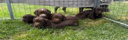 Cocker Spaniel dogs for sale: Working cocker spaniel puppies  - Advert 5
