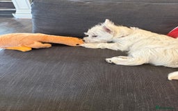 West Highland Terrier dogs for sale: Top quality import champion bred westie - Image 5