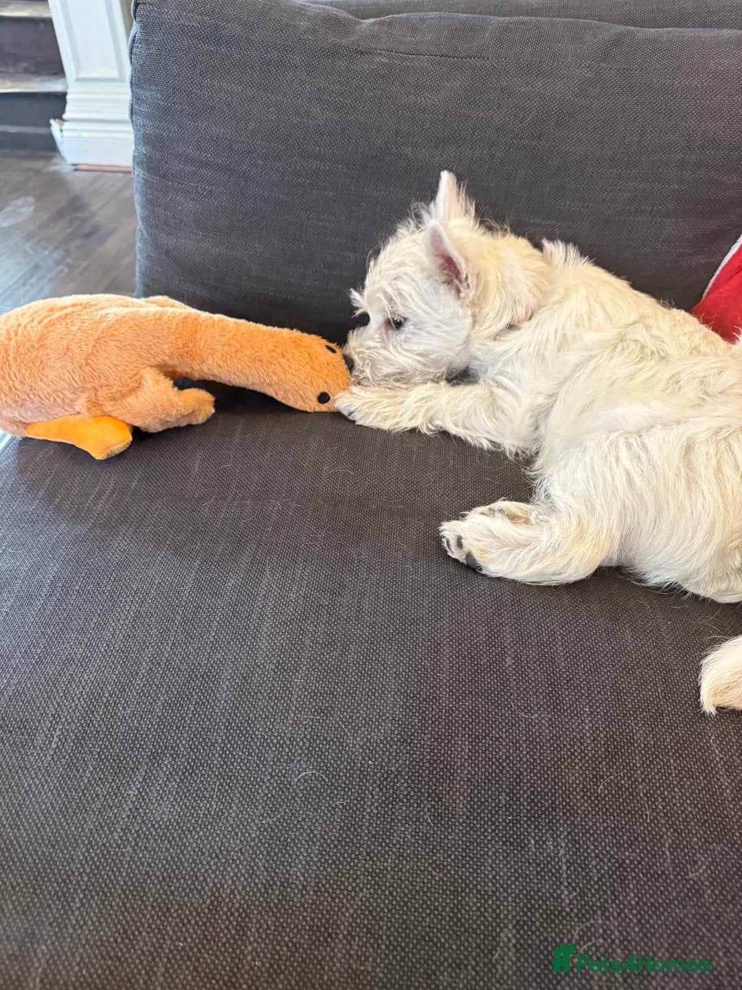 West Highland Terrier dogs for sale: Top quality import champion bred westie - Image 5
