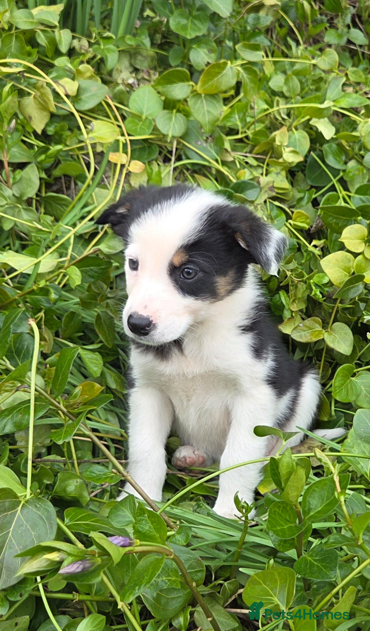 Border Collie dogs Tri coloured, Border Collie Pups - Advert 1
