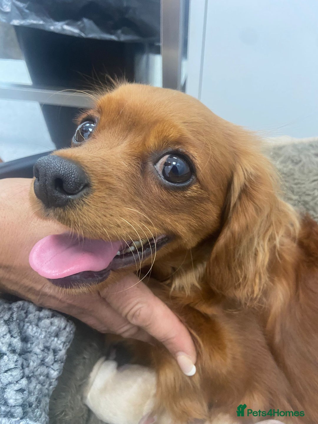 Cavapoo dogs for sale: Beautiful cavapoo puppies ready for a loving home - Image 6