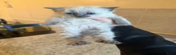 Ragdoll cats for sale: 🐾Last 2 Male Ragdolls 🐾 - Advert 7
