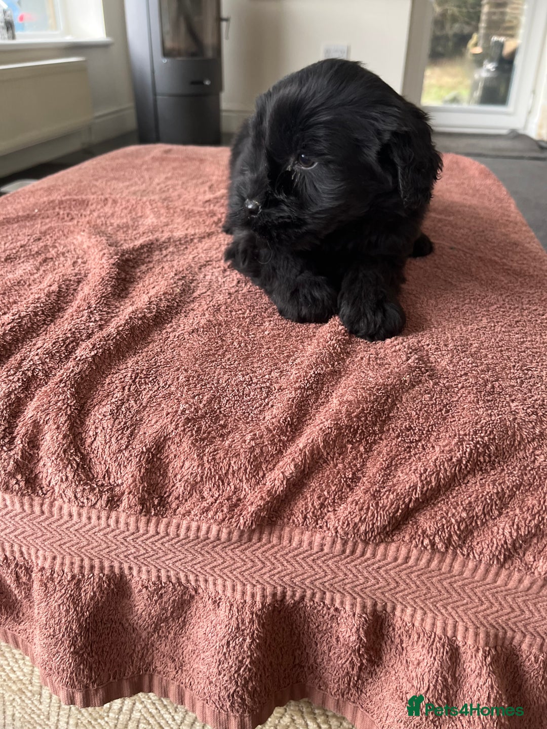 Labradoodle dogs for sale: Beautiful healthy Labradoodle Puppied - Advert 11