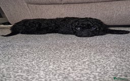 Cockapoo dogs for sale: F2 cockapoo puppies - Image 10