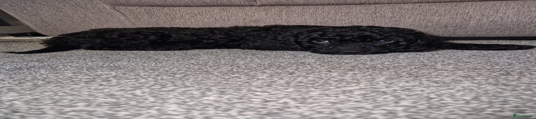 Cockapoo Puppy 3