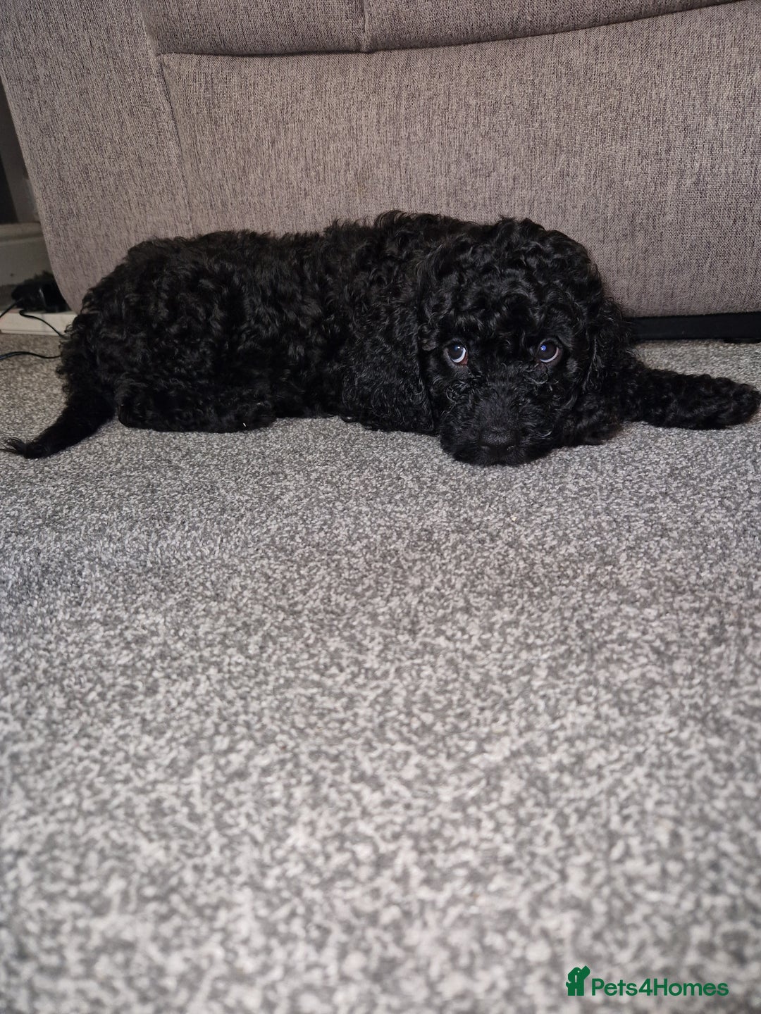 Cockapoo dogs for sale: F2 cockapoo puppies - Image 10