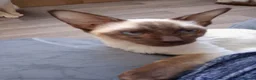 Ragamese cats for sale: Chocolate Point Ragamese Boys - Advert 5