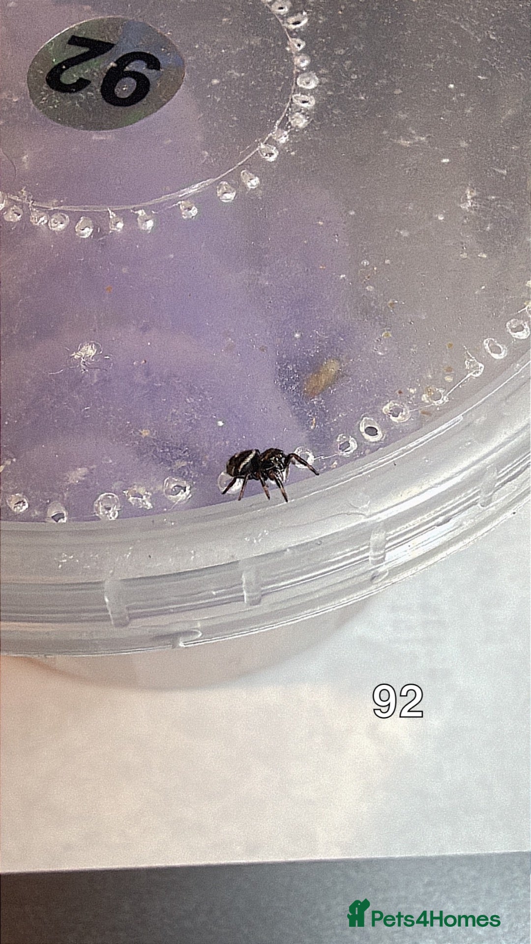 Spiders invertebrates Baby Jumping Spiders  - Advert 2