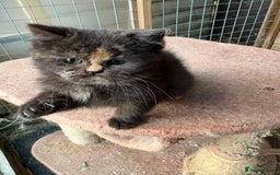 British Shorthair cats for sale: British Shorthair kittens - Image 10