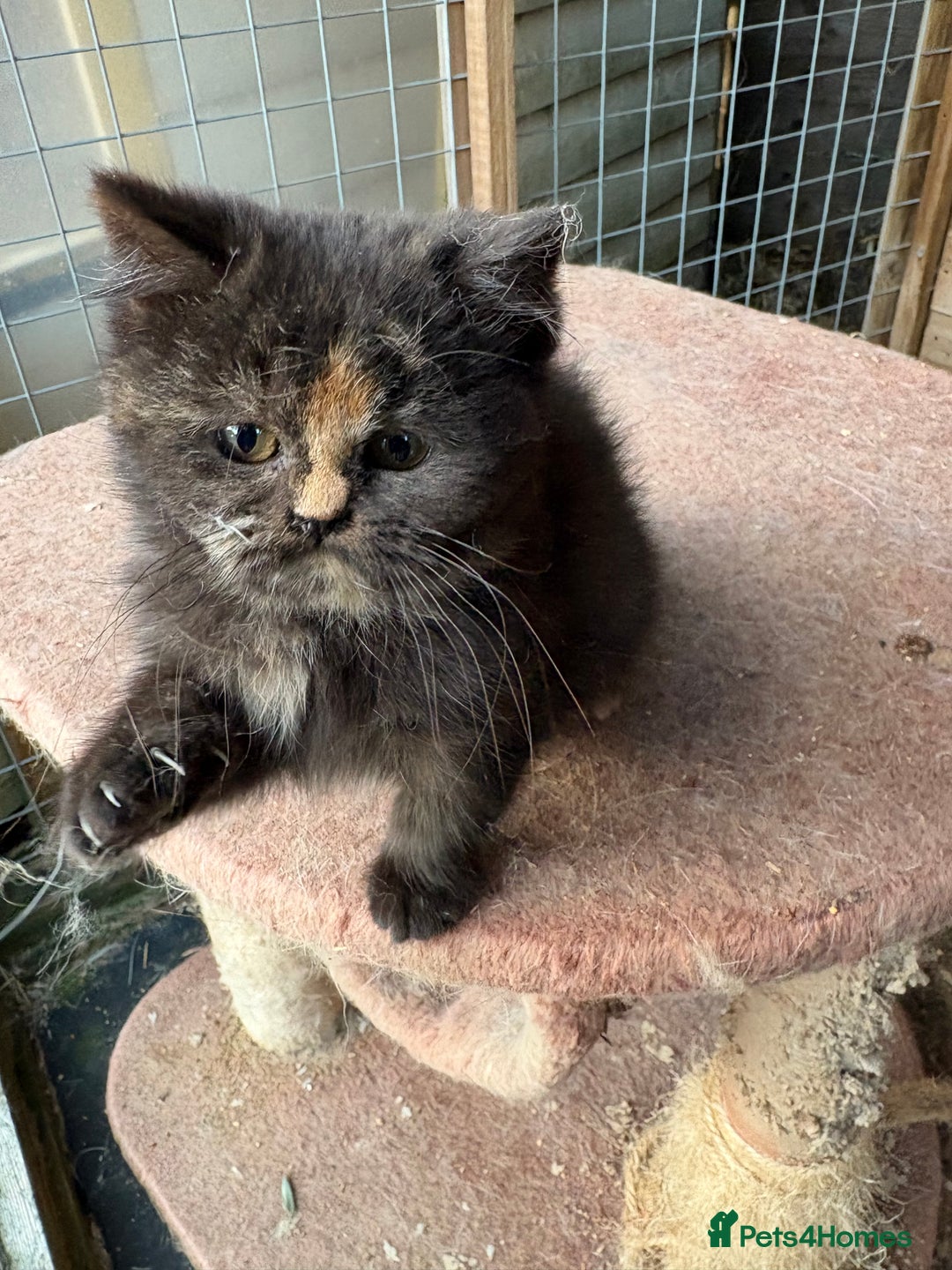 British Shorthair cats for sale: British Shorthair kittens - Image 10