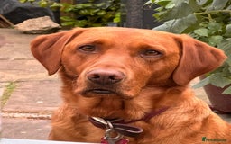 Labrador Retriever dogs for stud: Fox-red labrador - Image 1