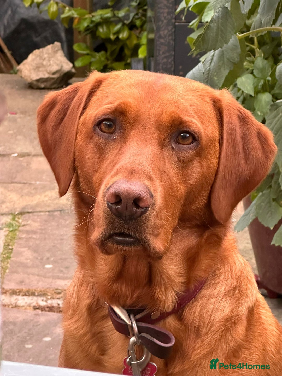 Labrador Retriever dogs for stud: Fox-red labrador - Image 1