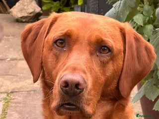 Labrador Retriever dogs - Advert 11