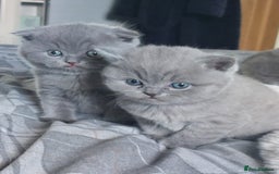 British Shorthair cats for sale: British shorthair/scottish fold cross kittens - Image 5
